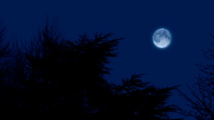 树木上方傍晚的天空中的月亮