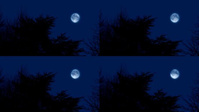 树木上方傍晚的天空中的月亮