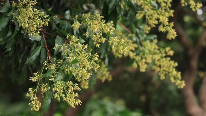 荔枝树花龙眼树花荔枝花龙眼花