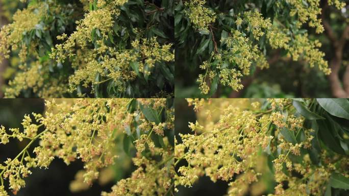 荔枝树花龙眼树花荔枝花龙眼花