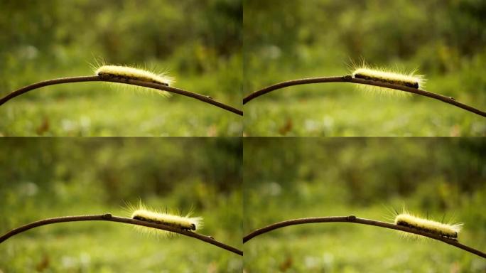美国三叶草匕首飞蛾毛虫的特写镜头。
