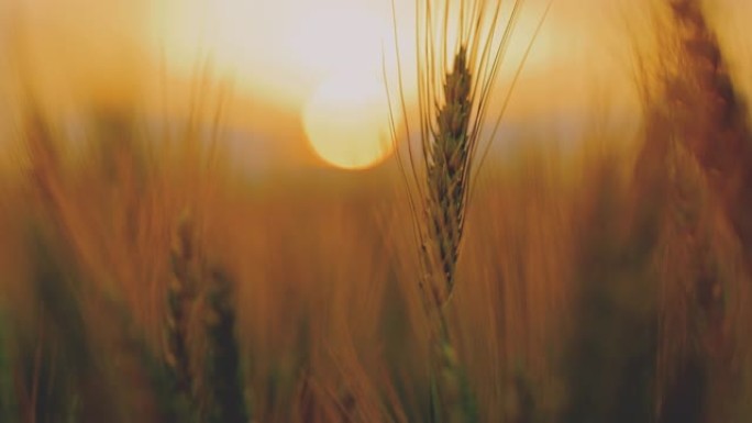 DS极端近距离拍摄黄昏时田间的麦穗