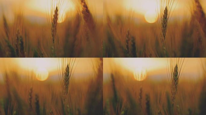 DS极端近距离拍摄黄昏时田间的麦穗