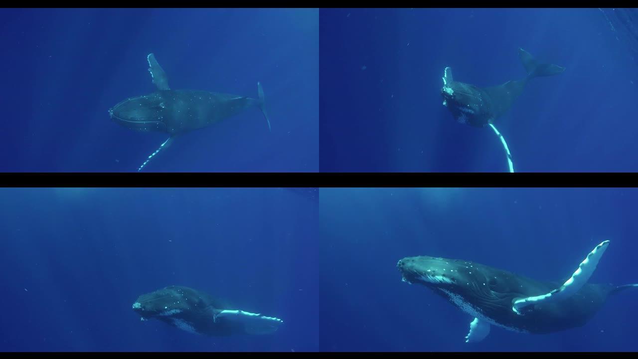 鸟瞰海洋中的鲸鱼在它的小狗旁边游泳，这样它就可以保护它，爱它并让它成长。