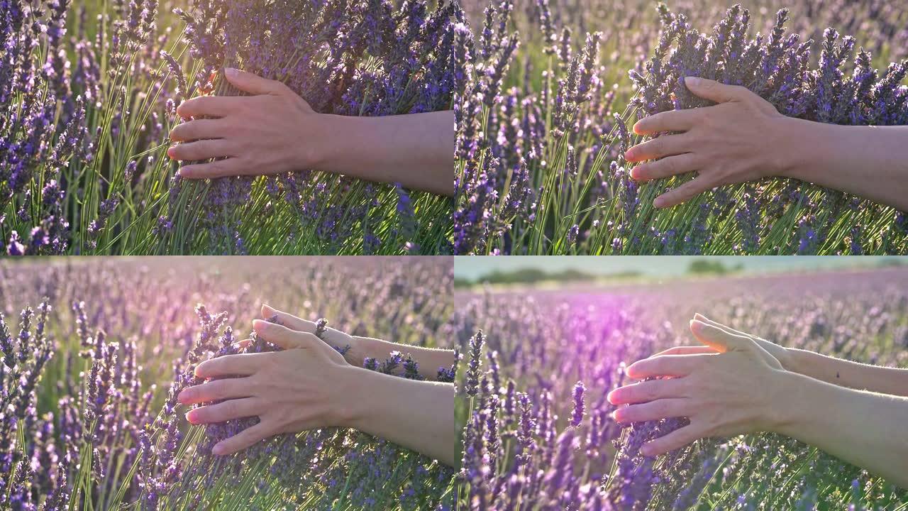 女人的手在早晨的阳光下缓慢而温柔地爱抚着紫色的薰衣草花。法国普罗旺斯的薰衣草田。慢动作特写镜头