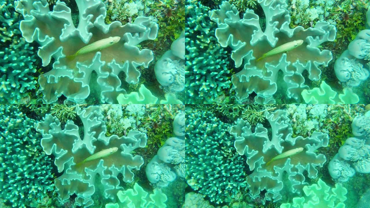 藏在珊瑚之间小鱼游鱼视频素材
