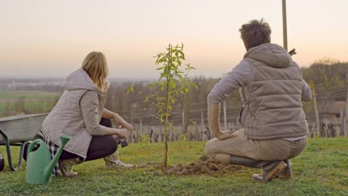 WS夫妇在日落时在乡村山坡上种植果树