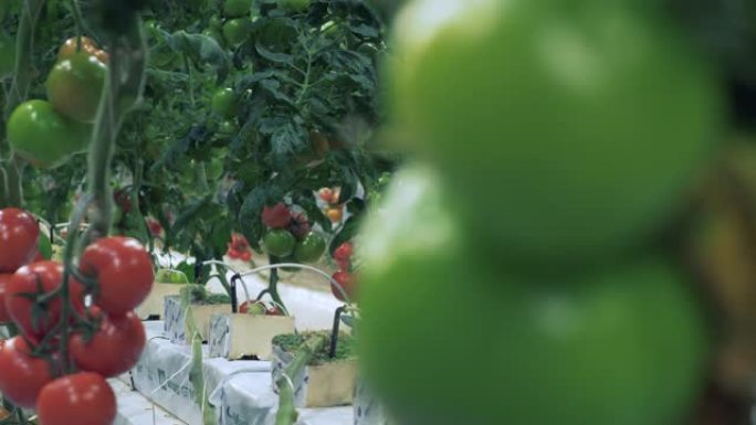 一名妇女在温室里收集成熟的西红柿。