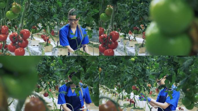 一名妇女在温室里收集成熟的西红柿。