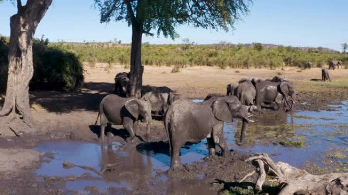 津巴布韦河流边缘的一头繁殖的大象群的近景鸟瞰图
