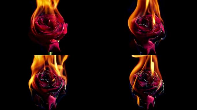 红玫瑰在火中燃烧艺术、背叛、约会、