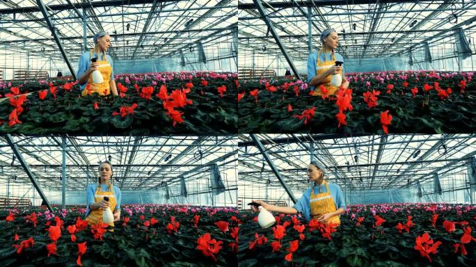 花店浇灌红色仙客来，生长在温室的花盆中。