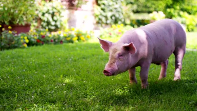 一只幼猪在一个农民的农场的花园里带来了健康，有机的，以使其具有正确和天然的食物而强劲地生长。
