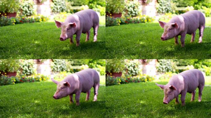 一只幼猪在一个农民的农场的花园里带来了健康，有机的，以使其具有正确和天然的食物而强劲地生长。