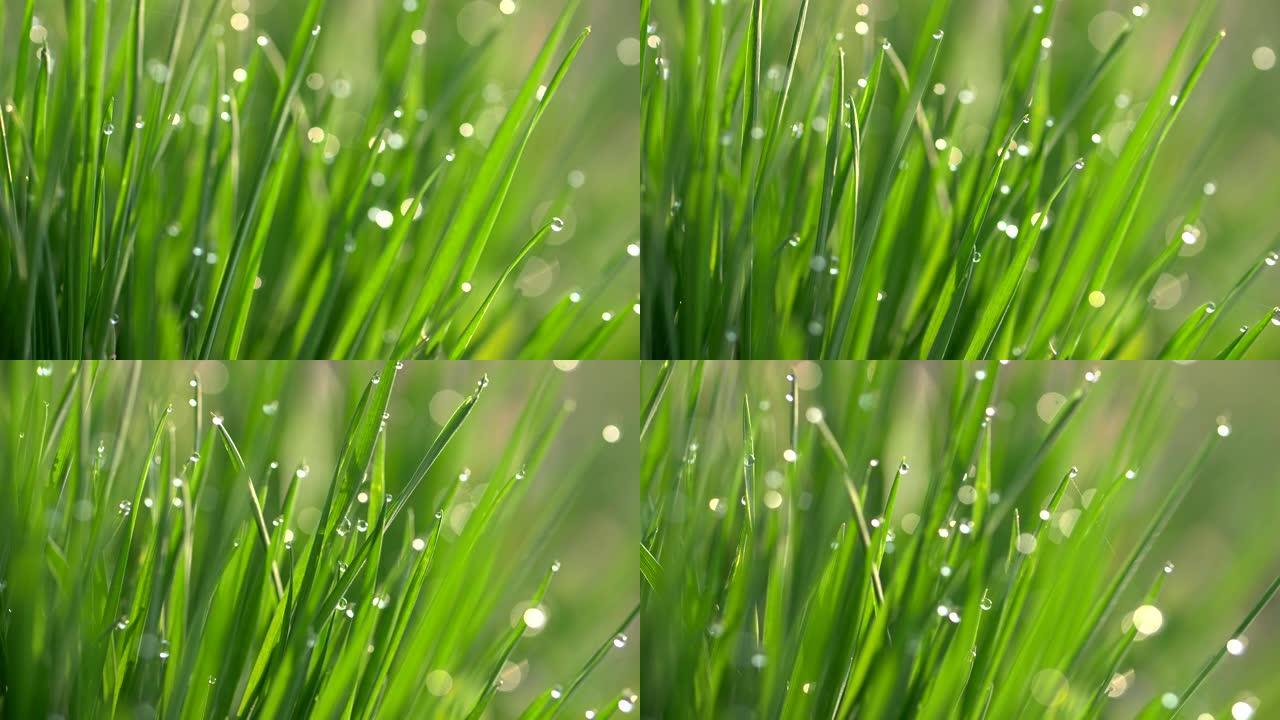 带露珠的新鲜春草的宏观拍摄。自然新鲜概念