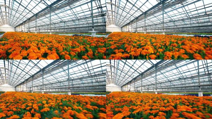 温室中亮橙色花朵的种植园