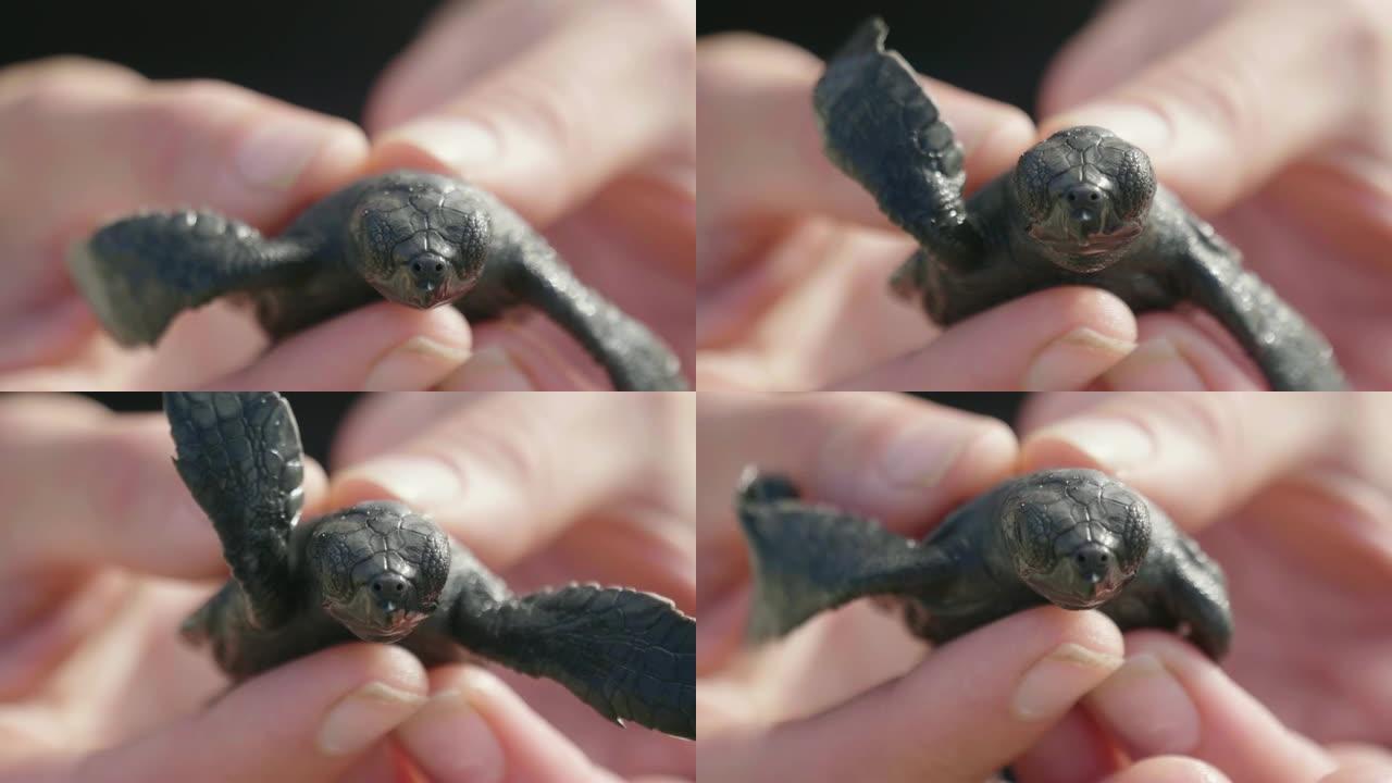 一只新生的小海龟在沙滩上行走，到达大海或海洋，并与其他海洋动物一起游泳。