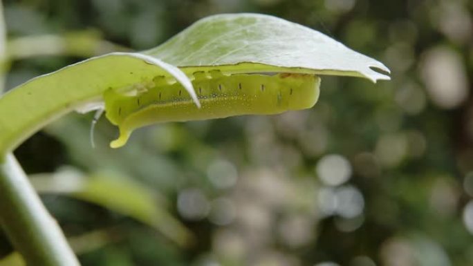 毛毛虫绿虫。幼虫、害虫、昆虫、