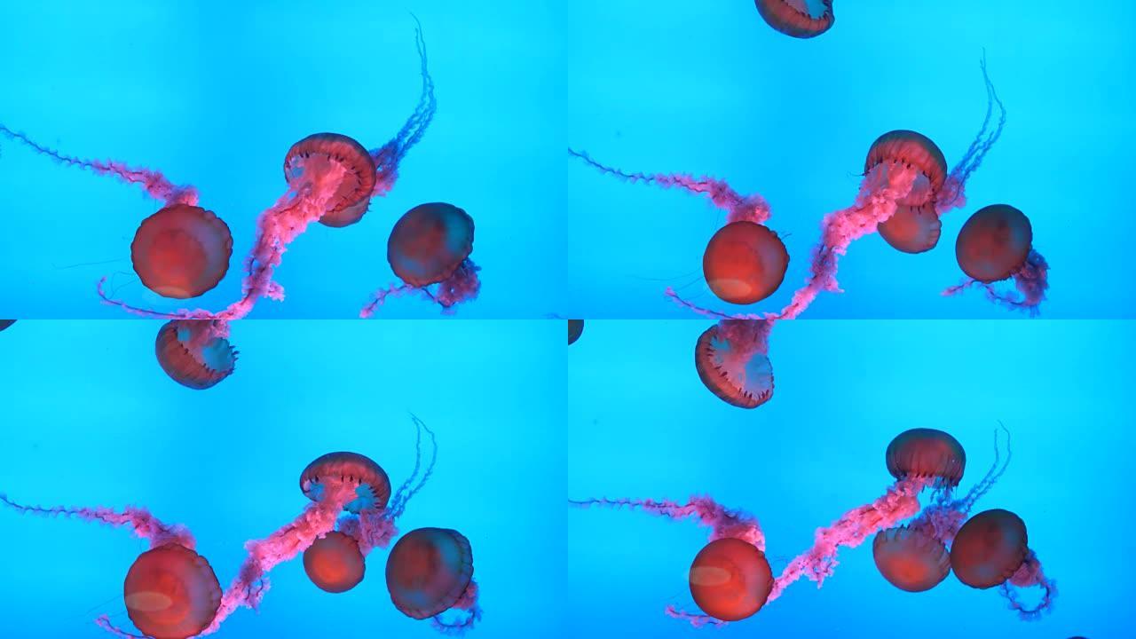 水族馆里的水母透明游动水质