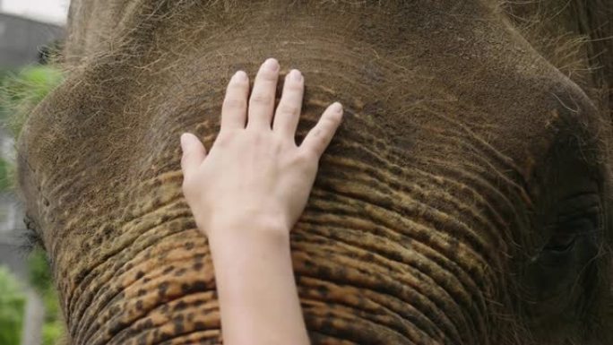 宏观拍摄大象的眼睛，在那里可以看到动物年龄的皱纹。