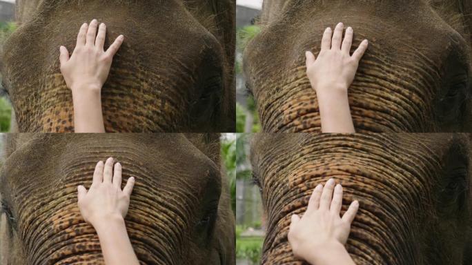 宏观拍摄大象的眼睛，在那里可以看到动物年龄的皱纹。