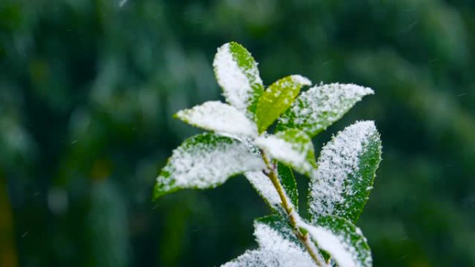 落在绿叶上的雪