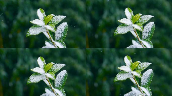 落在绿叶上的雪