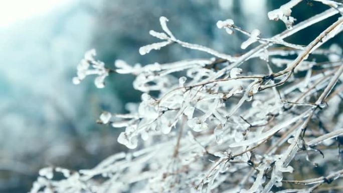 冬天被冰覆盖的草冻住的树枝寒冷