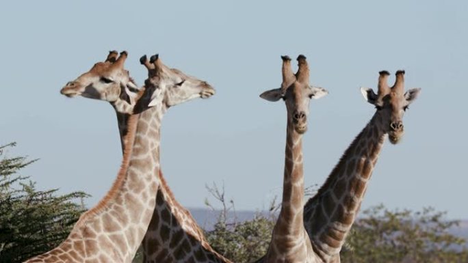 纳米比亚埃托沙国家公园四只雄性长颈鹿的4k裁剪视图