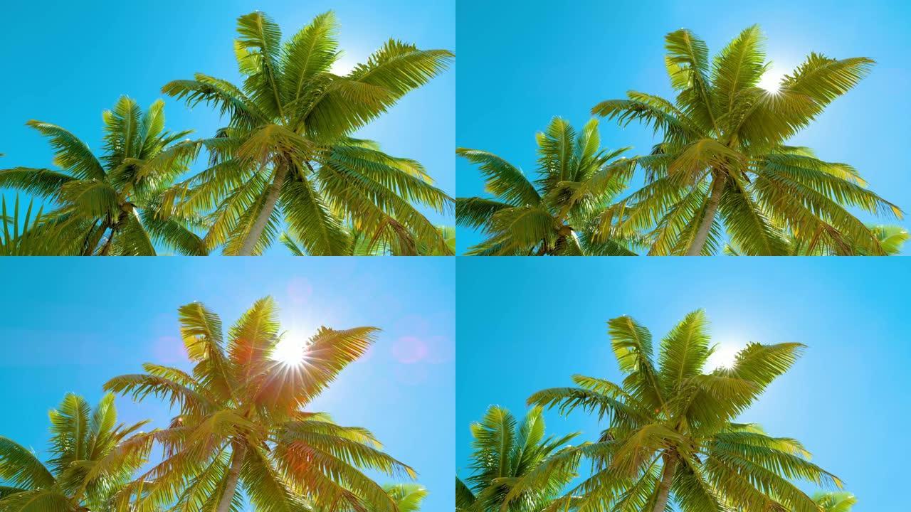 镜头耀斑: 明亮的夏日阳光透过绿色的棕榈树冠层窥视。
