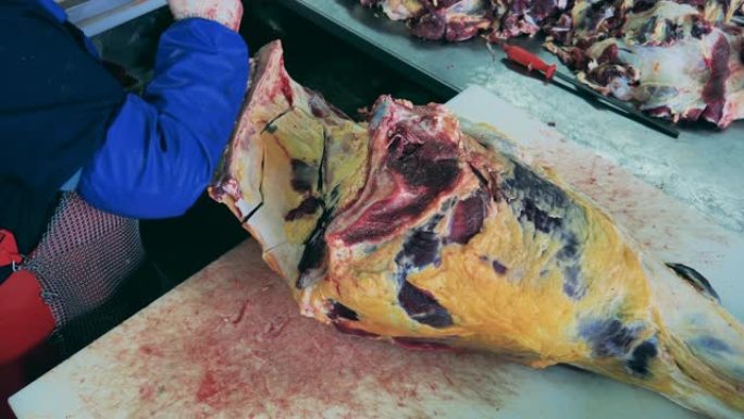 女员工正在用骨头雕刻一块大块肉。食品生产、肉类、猪肉加工厂。