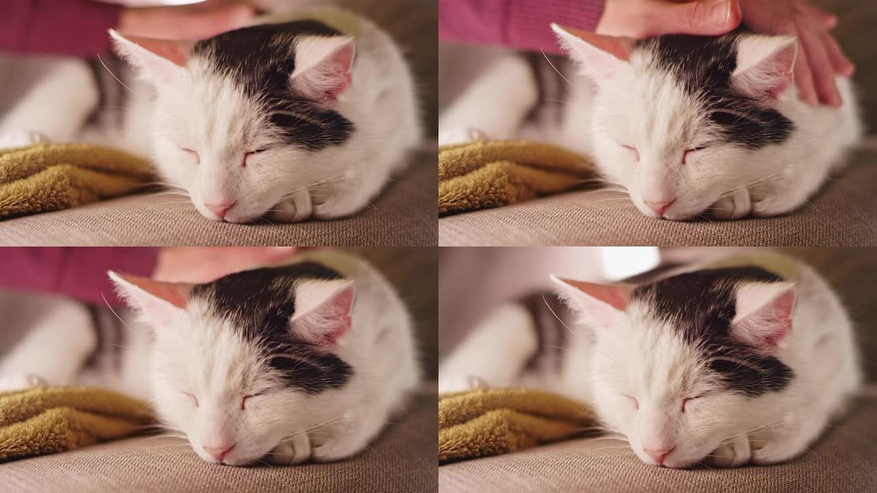 手抚摸猫黑白毛发慢镜头慢动作小花猫睡觉