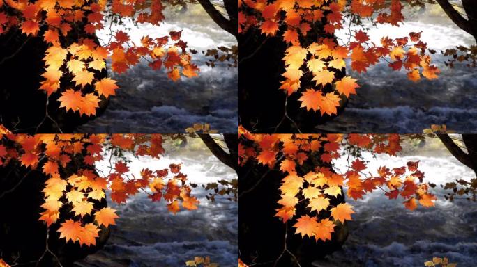 日本秋天的红色枫叶，自然镜头慢动作