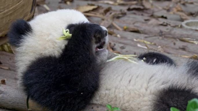 懒懒的昏昏欲睡的熊猫宝宝仰面躺着，慢慢吃竹子。这只动物一直在禅，不太关心。UHD