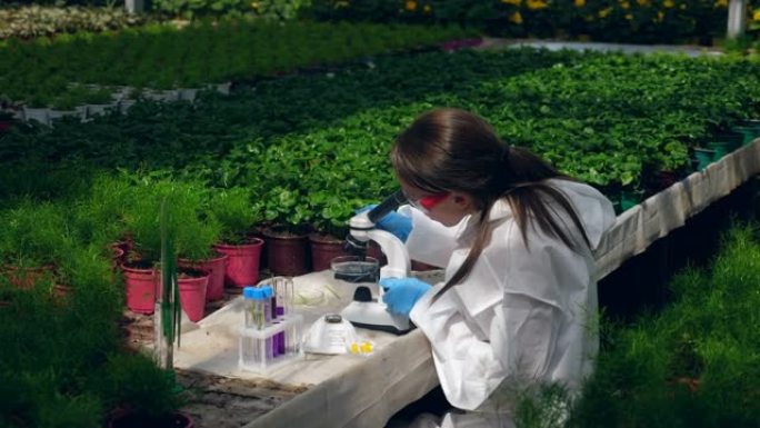 一名妇女在温室里研究植物，用显微镜和移液器工作。