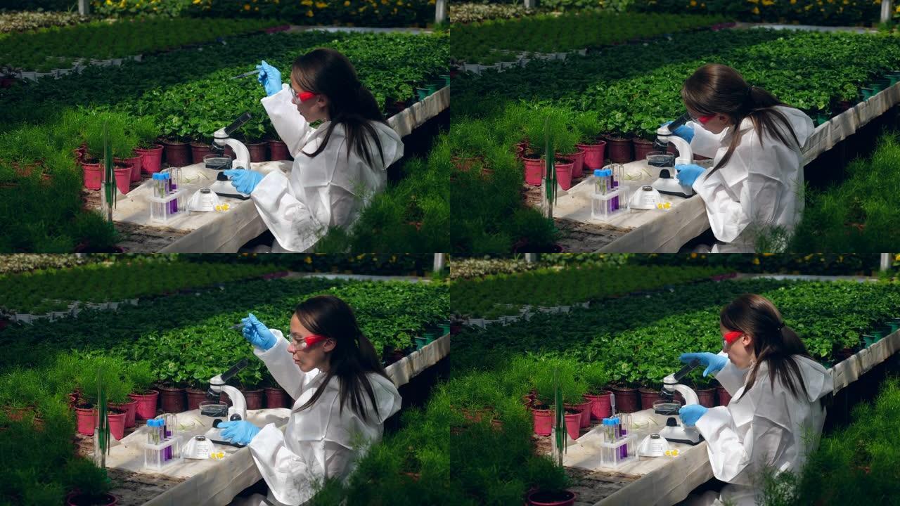 一名妇女在温室里研究植物，用显微镜和移液器工作。