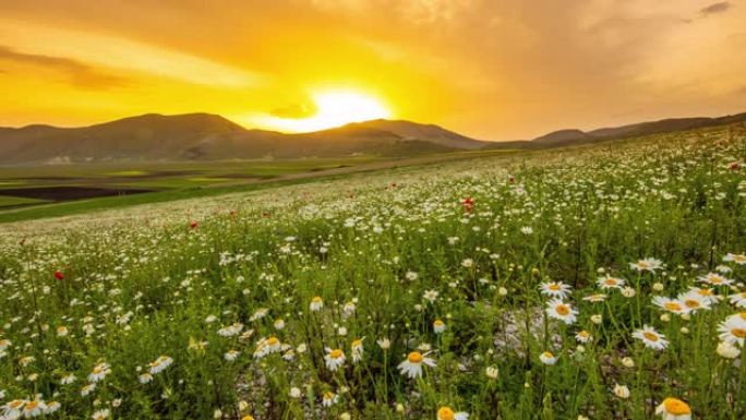 WS运动控制时间流逝日落时宁静的山和雏菊草甸景观，翁布里亚，意大利