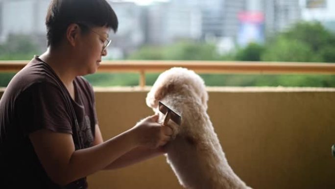 一名亚洲中国中年妇女在家刷牙清洁宠物玩具贵宾犬