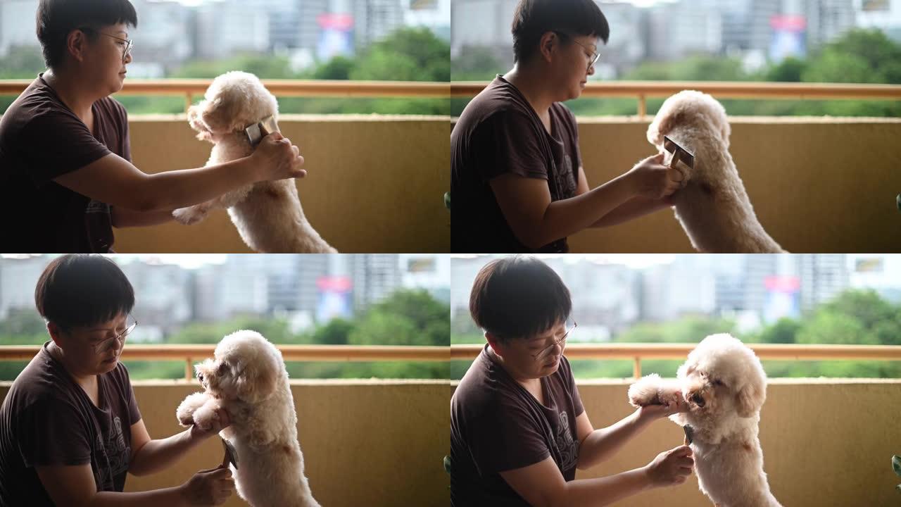 一名亚洲中国中年妇女在家刷牙清洁宠物玩具贵宾犬