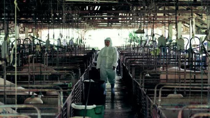 亚洲兽医的4k镜头在稳定的工厂养猪场，牲畜和家畜概念中关灯