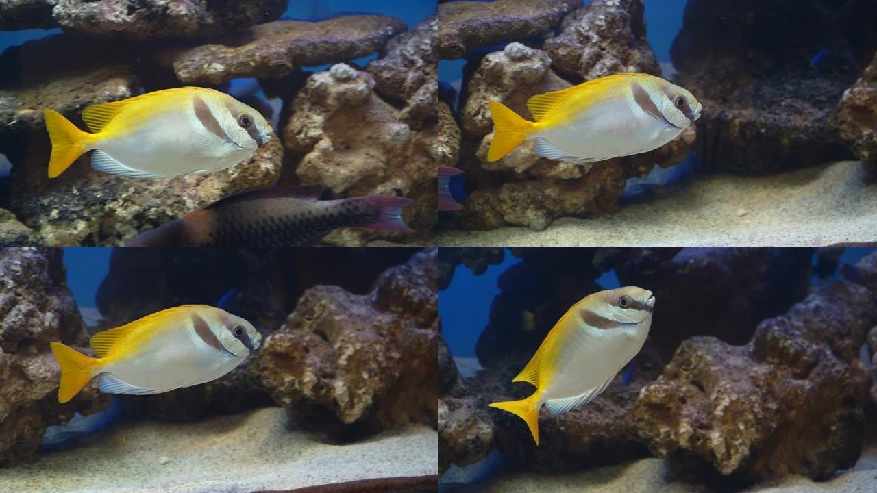 大缸里黄色的海鱼小黄鱼海底物种多样性