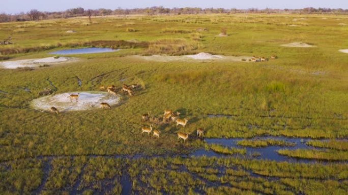 博茨瓦纳奥卡万戈三角洲沼泽中一群莱奇羚羊的鸟瞰图