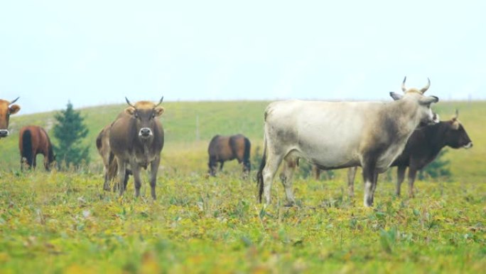 牛在田野上行走畜牧业放牛牛群