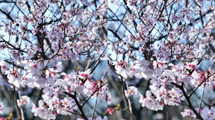 日本的春天樱花盛开