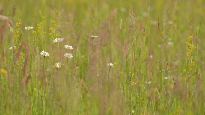 晴天的DS草地天气晴朗野外绿草地野花盛开