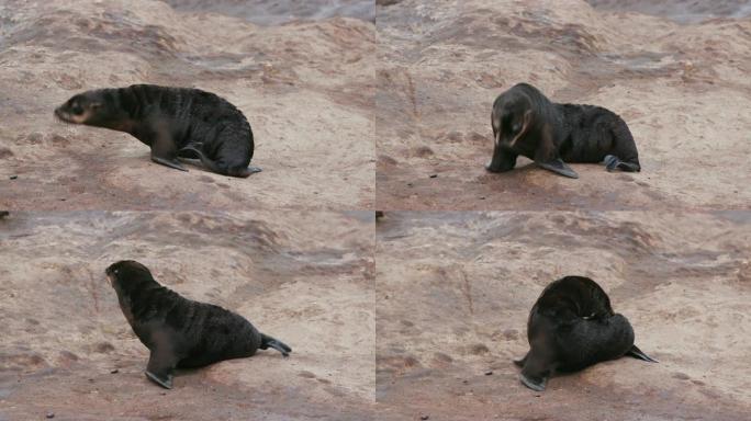 纳米比亚骷髅海岸国家公园，一只年轻的海角海狗在岩石上清洁自己的4k特写视图