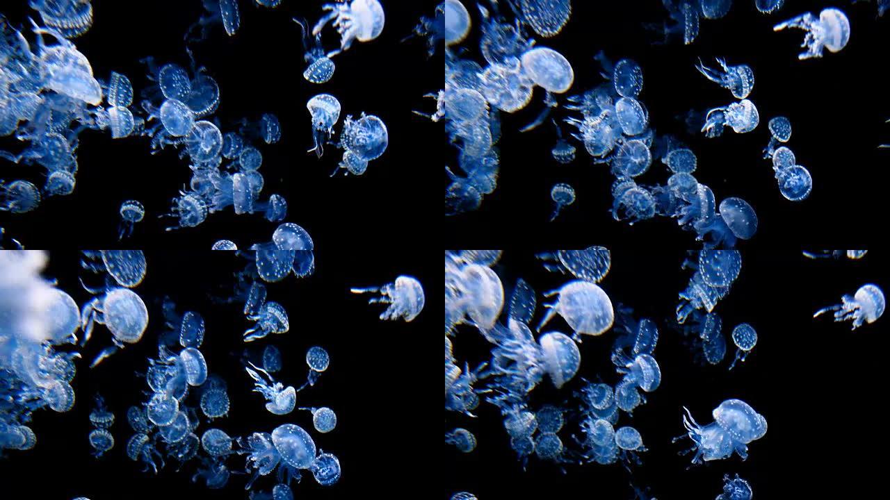 水母水下海洋生物海底世界