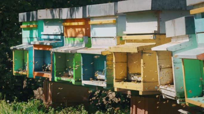 慢动作关闭本地蜜蜂，使蜂巢在五颜六色的蜂巢中繁殖和提取蜂蜜。
