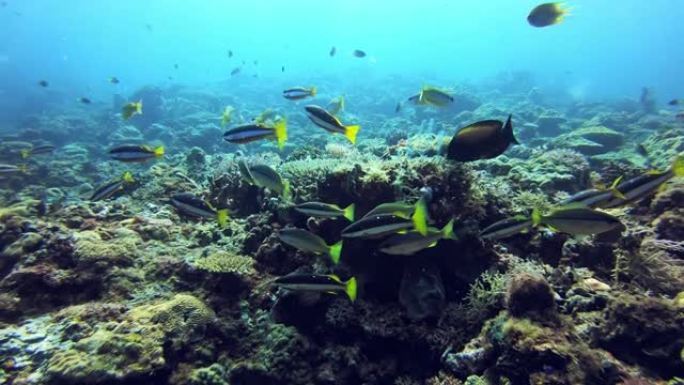 礁石再次充满生命珊瑚水池鱼