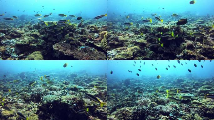 礁石再次充满生命珊瑚水池鱼